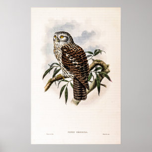 Vintage Hawk-Uggla av John Gould Poster