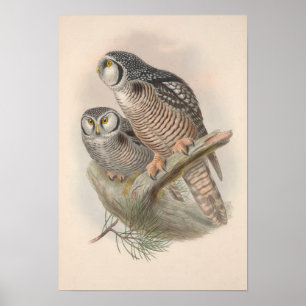 Vintage Hawk Uggla Bird Poster