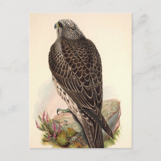 Vintage Hawk Vykort (Framsida)
