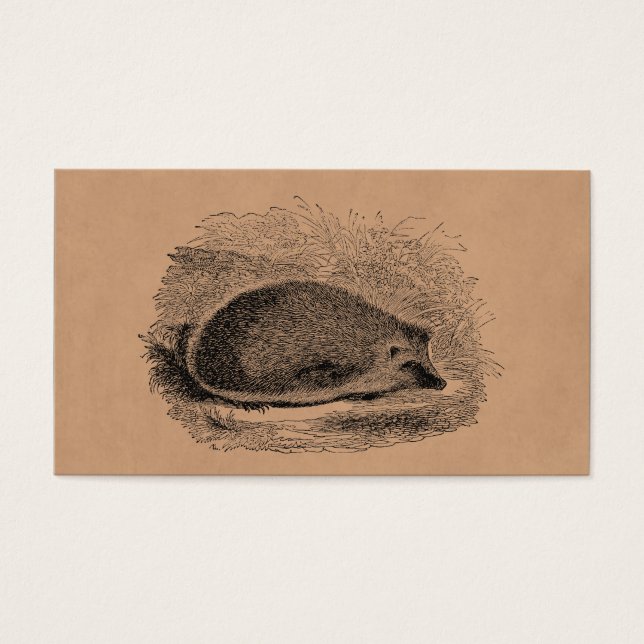 Vintage Hedgehog 1800s Hedgehogs Illustration Visitkort (Framsidan)