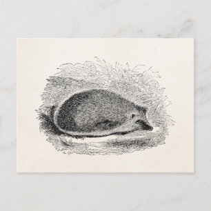 Vintage Hedgehog 1800s Hedgehogs Illustration Vykort