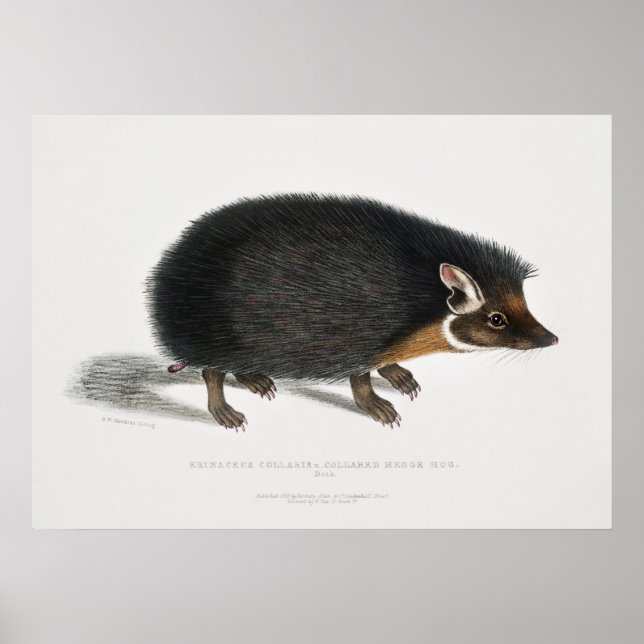 Vintage Hedgehog Poster (Framsidan)