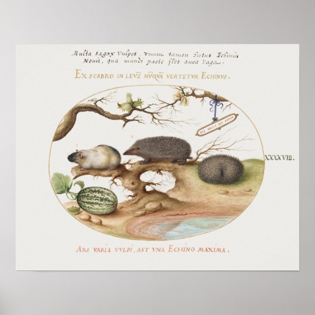 Vintage Hedgehog Poster (Framsidan)