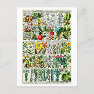 Vintage Heptandria Blommigt Botaniskt diagram Vykort