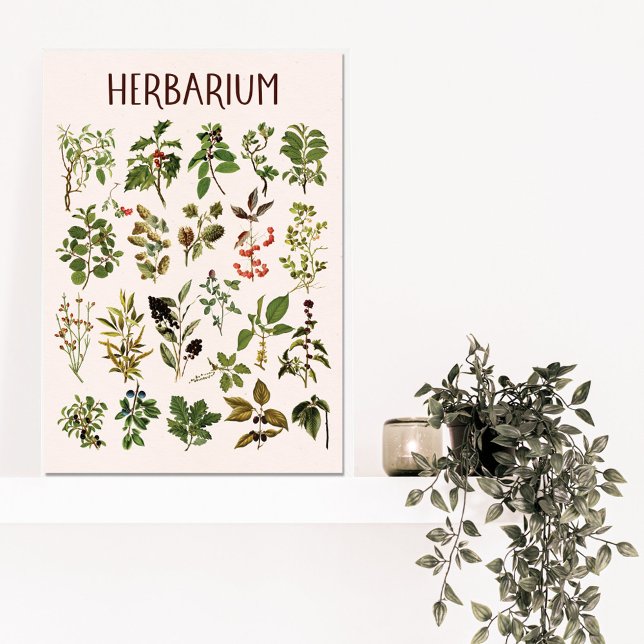 Vintage Herbarium Grönt Växtdiagram Canvastryck (In situ)