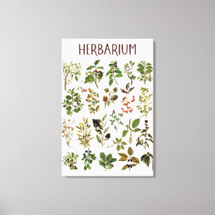 Vintage Herbarium Grönt Växtdiagram Canvastryck