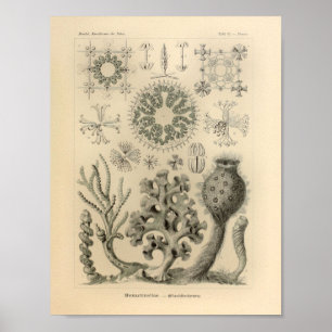Vintage Hexactinellae Färg Ernst Haeckel Print Poster