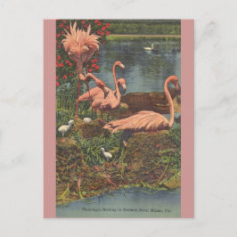 Vintage Hialeah Park Miami Flamingos-postkort Vykort
