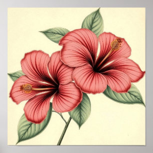 Vintage Hibiscus på väderbitet papper Poster