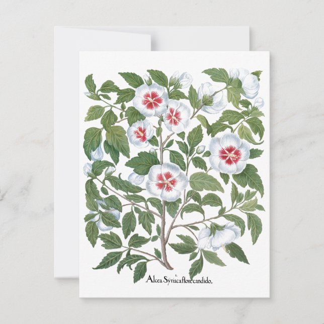 Vintage Hibiscusblommor av Basilius Besler (Framsida)