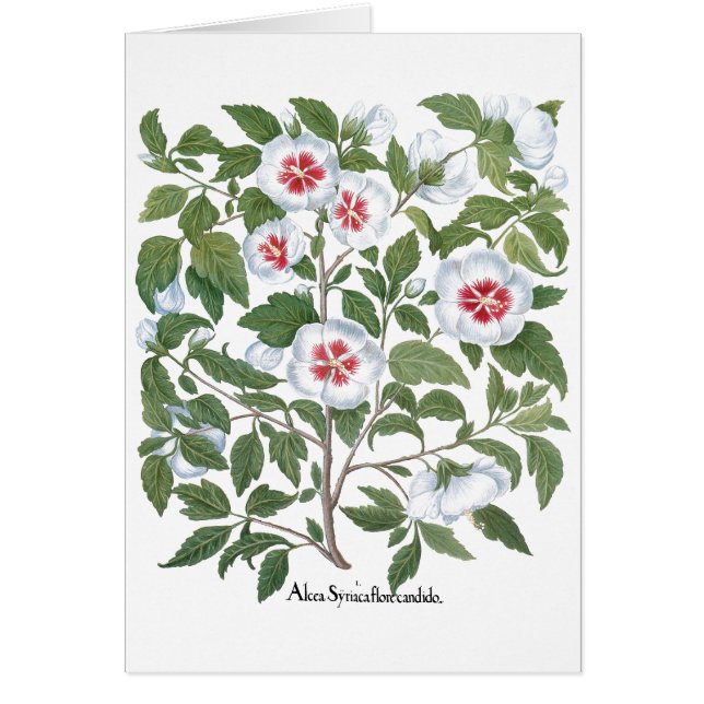 Vintage Hibiscusblommor av Basilius Besler Hälsningskort (Framsidan)