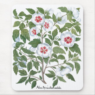 Vintage Hibiscusblommor av Basilius Besler Musmatta