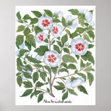 Vintage Hibiscusblommor av Basilius Besler