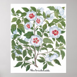 Vintage Hibiscusblommor av Basilius Besler Poster
