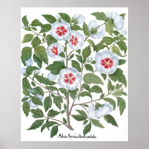 Vintage Hibiscusblommor av Basilius Besler Poster