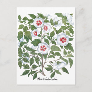 Vintage Hibiscusblommor av Basilius Besler Vykort