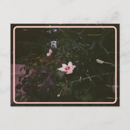 Vintage Hibiskus vykort