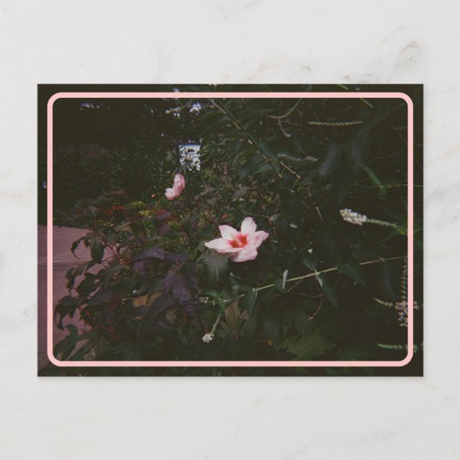 Vintage Hibiskus vykort (Framsida)