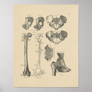 Vintage Hip Bones Anatomy 1880 Skriv ut Poster