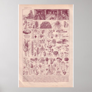 Vintage historisk 1920 Svampar Poster