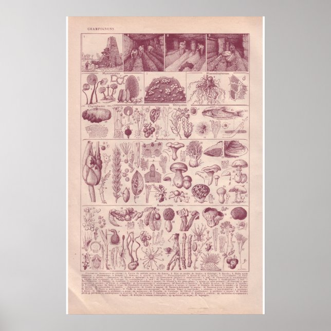 Vintage historisk 1920 Svampar Poster (Framsidan)