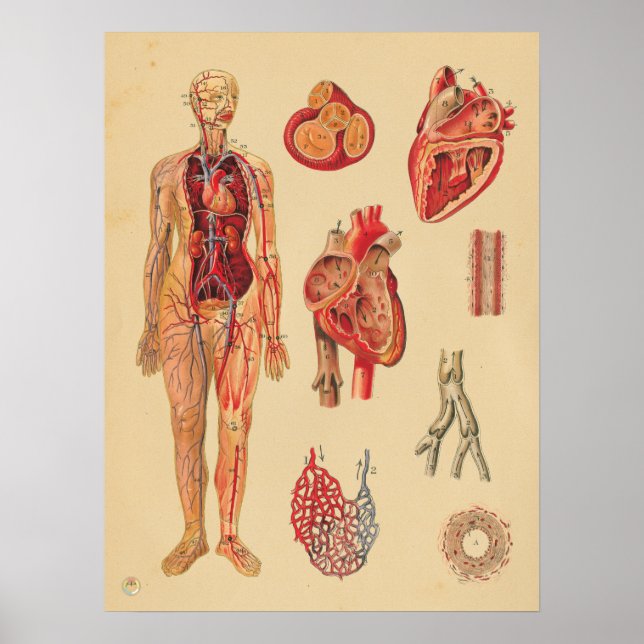 Vintage Hjärtsartärer Human Anatomy Medical Chart Poster (Framsidan)