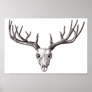 Vintage Hjort Skull/Antlers Poster