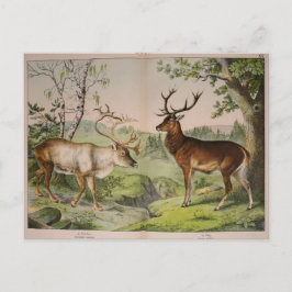Vintage Hjort Stag Ephemera Decoupage Art Vykort