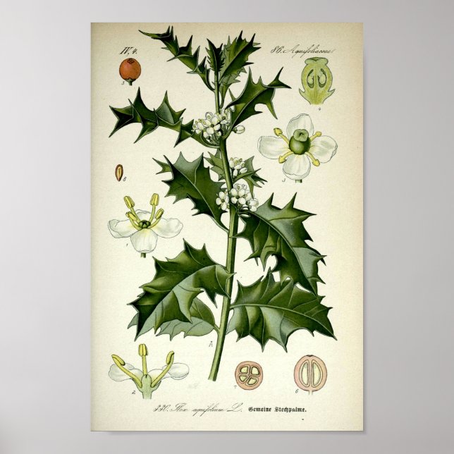 Vintage Holly Botanical Art Poster (Framsidan)