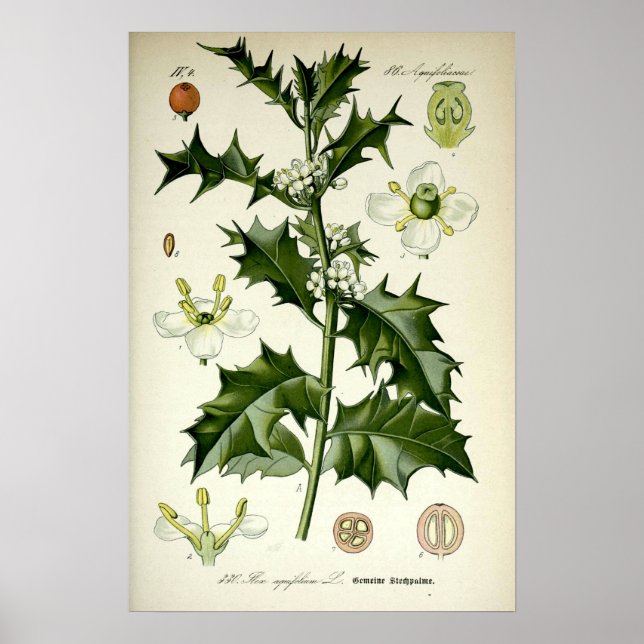 Vintage Holly Botanisk Konst Poster (Framsidan)