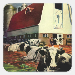 Vintage Holsteinmjölkkor på mejerigårdsverksamhet Fyrkantigt Klistermärke