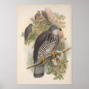 Vintage Honung Buzzard Bird Poster