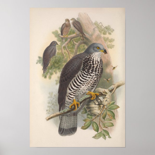 Vintage Honung Buzzard Bird Poster (Framsidan)