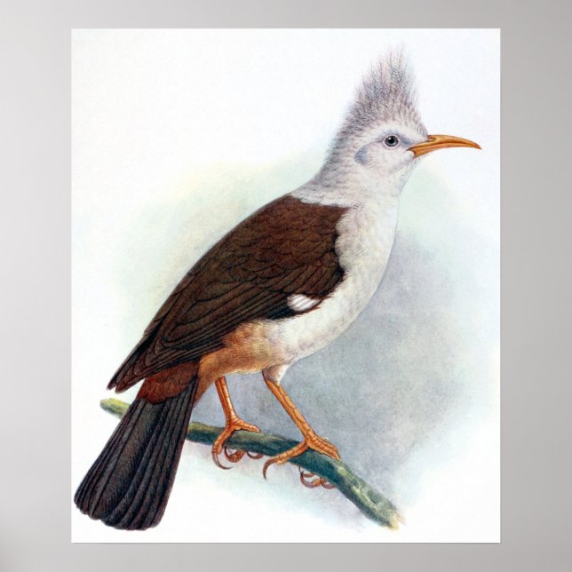 Vintage Hoopoe Starling Fågel Poster (Framsidan)