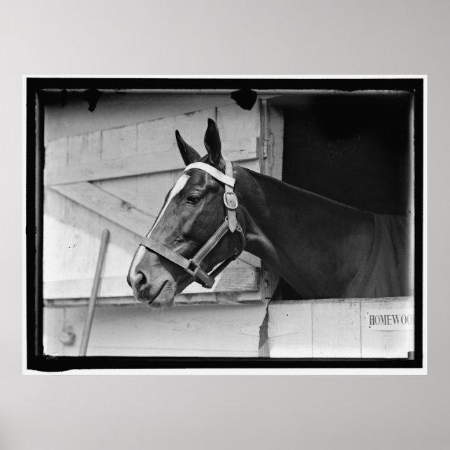 Vintage Horse 1913 Poster (Framsidan)