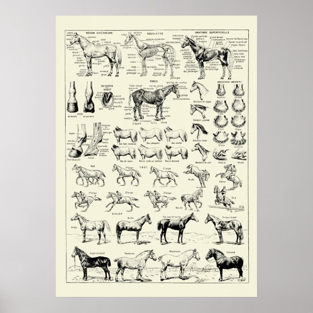 Vintage Horse Anatomy Poster (Framsidan)