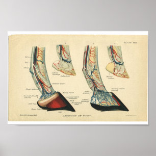 Vintage Horse Anatomy Print Feet Hoof Poster