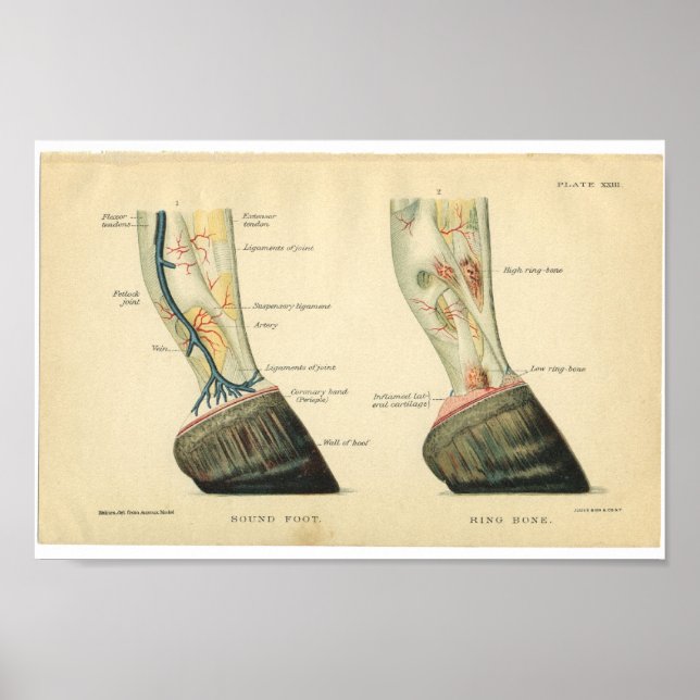 Vintage Horse Anatomy Print Hoof Poster (Framsidan)