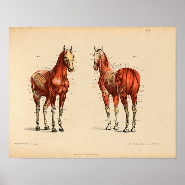 Vintage Horse Anatomy Print Muscles Poster (Framsidan)