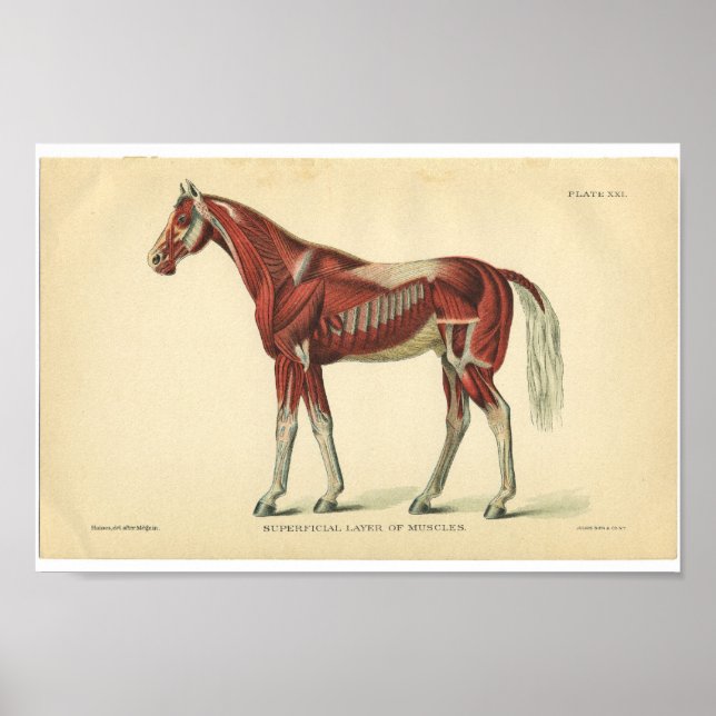 Vintage Horse Anatomy Print Muscles Poster (Framsidan)