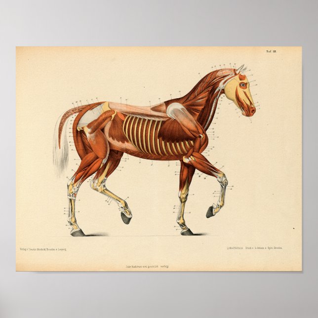 Vintage Horse Anatomy Print Muscles Poster (Framsidan)