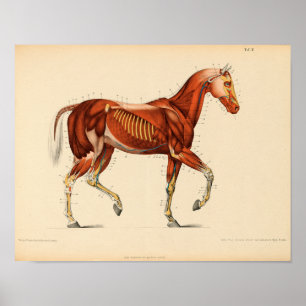 Vintage Horse Anatomy Print Musses Poster