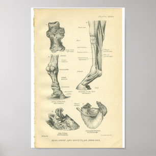 Vintage Horse Anatomy Print Ring Bone Poster
