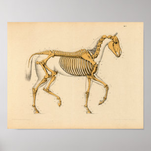Vintage Horse Anatomy Print Skeletal Poster