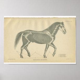 Vintage Horse Anatomy Print Skeleton Poster