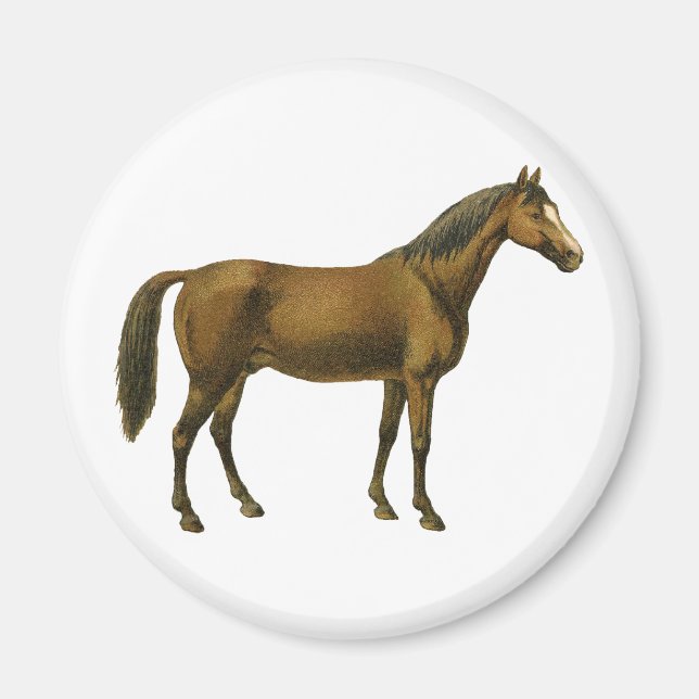 Vintage Horse Magnet (Framsidan)