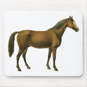 Vintage Horse Musmatta