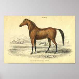 Vintage Horse Print Filley Poster