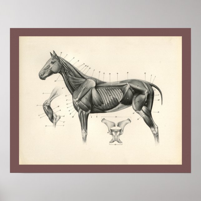 Vintage Horse Veterinary Muscle Anatomy Print Poster (Framsidan)