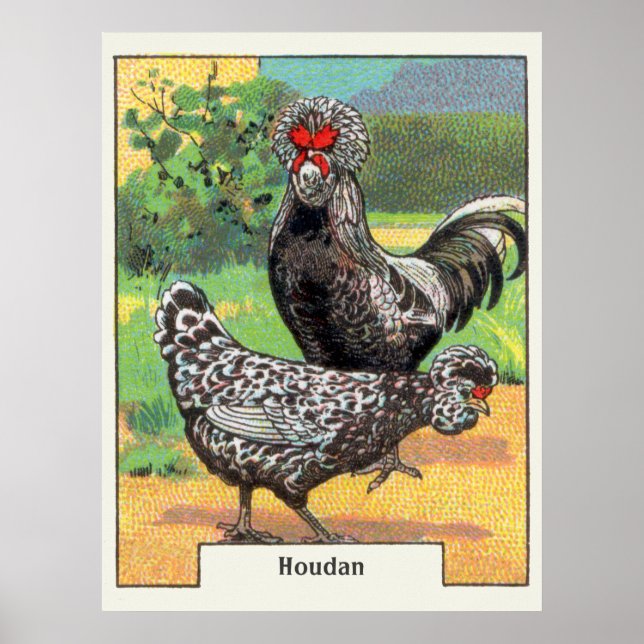 Vintage Houdan Chicken Poster (Framsidan)